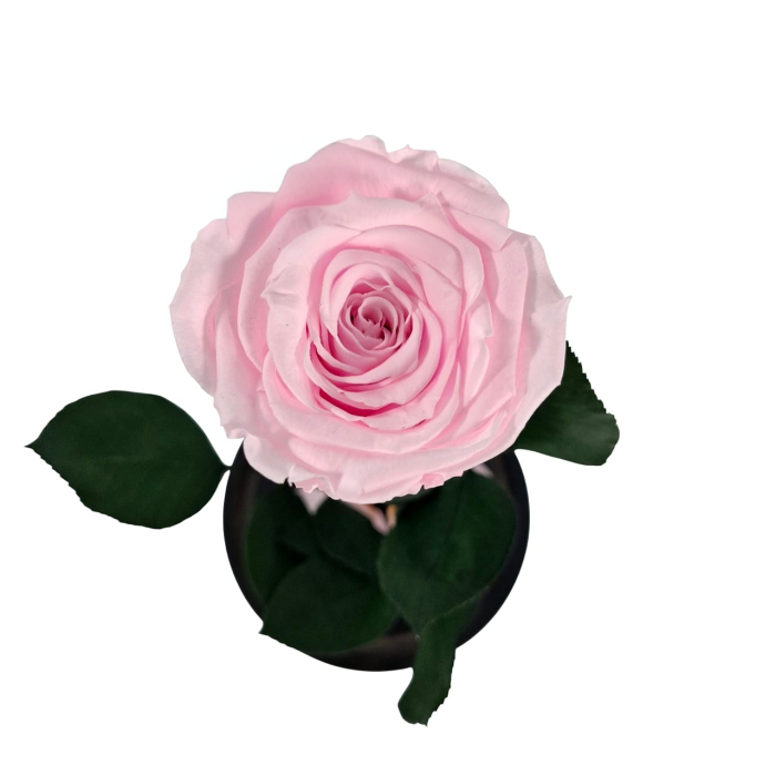 Trandafir Criogenat Roz Prefuit in Cupola de Sticla --livrare-gratuita-atelierul-floral-infinity. [4]