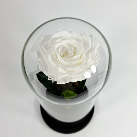 Trandafir Criogenat Alb in Cupola de Sticla --livrare-gratuita-atelierul-floral-infinity. [2]