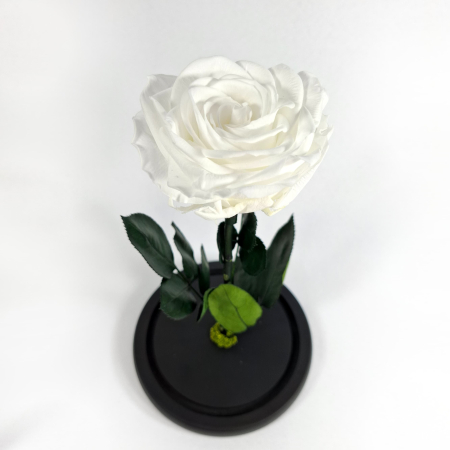 Trandafir Criogenat Alb in Cupola de Sticla --livrare-gratuita-atelierul-floral-infinity. [1]