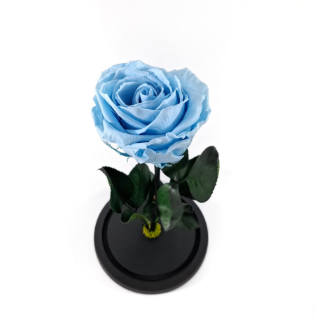 Trandafir Criogenat Albastru Deschis in Cupola de Sticla --livrare-gratuita-atelierul-floral-infinity. [1]
