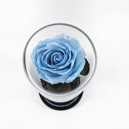 Trandafir Criogenat Albastru Deschis in Cupola de Sticla --livrare-gratuita-atelierul-floral-infinity. [2]