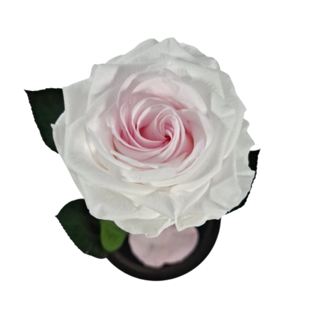 Trandafir Criogenat Bicolor in Cupola de Sticla --livrare-gratuita-atelierul-floral-infinity. [1]