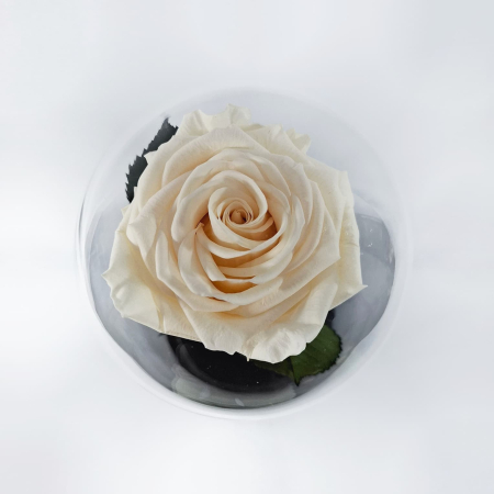 Trandafir Criogenat Sampanie in Cupola de Sticla --livrare-gratuita-atelierul-floral-infinity. [1]