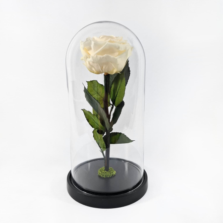 Trandafiri Criogenați în Cupolă de Sticlă - Trandafir Criogenat Sampanie in Cupola de Sticla --livrare-gratuita-atelierul-floral-infinity.