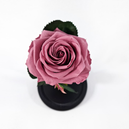 Trandafir Criogenat Cherry Blossom in Cupola de Sticla --livrare-gratuita-atelierul-floral-infinity. [2]