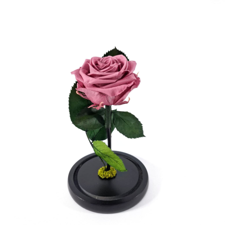 Trandafir Criogenat Cherry Blossom in Cupola de Sticla --livrare-gratuita-atelierul-floral-infinity. [1]