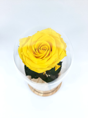 Trandafir Criogenat Galben in Cupola de Sticla --livrare-gratuita-atelierul-floral-infinity. [2]