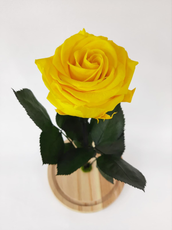 Trandafir Criogenat Galben in Cupola de Sticla --livrare-gratuita-atelierul-floral-infinity. [3]