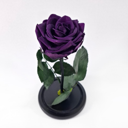 Trandafir Criogenat Mov Inchis in Cupola de Sticla --livrare-gratuita-atelierul-floral-infinity. [1]