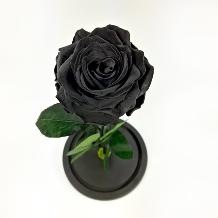 Trandafir Criogenat Negru in Cupola de Sticla --livrare-gratuita-atelierul-floral-infinity. [3]