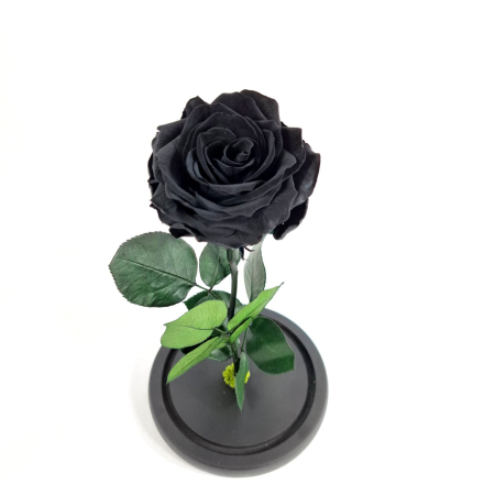 Trandafir Criogenat Negru in Cupola de Sticla --livrare-gratuita-atelierul-floral-infinity. [1]