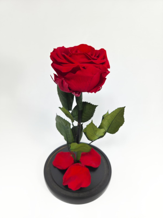 Trandafir Criogenat Rosu in Cupola de Sticla --livrare-gratuita-atelierul-floral-infinity. [3]