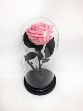 Trandafiri Criogenați în Cupolă de Sticlă - Trandafir Criogenat Roz Pastel in Cupola de Sticla --livrare-gratuita-atelierul-floral-infinity.