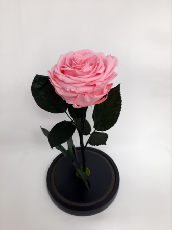 Trandafir Criogenat Roz Pastel in Cupola de Sticla --livrare-gratuita-atelierul-floral-infinity. [3]