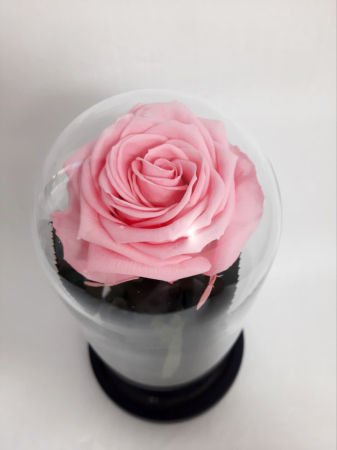 Trandafir Criogenat Roz Pastel in Cupola de Sticla --livrare-gratuita-atelierul-floral-infinity. [2]