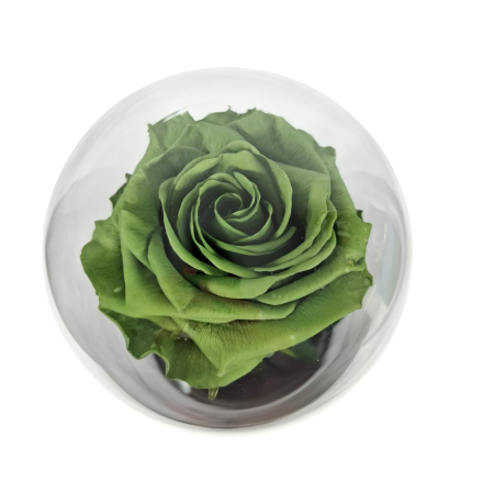 Trandafir Criogenat Verde Olive in Cupola de Sticla --livrare-gratuita-atelierul-floral-infinity. [4]