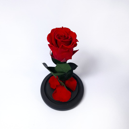 Trandafir Criogenat Rosu in Cupola de Sticla --livrare-gratuita-atelierul-floral-infinity. [2]