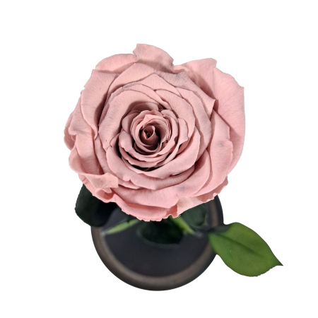 Trandafir Criogenat Chocolate in Cupola de Sticla --livrare-gratuita-atelierul-floral-infinity. [3]