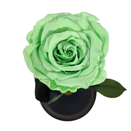 Trandafir Criogenat Verde Deschis in Cupola de Sticla --livrare-gratuita-atelierul-floral-infinity. [3]
