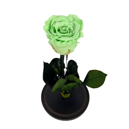 Trandafir Criogenat Verde Deschis in Cupola de Sticla --livrare-gratuita-atelierul-floral-infinity. [1]