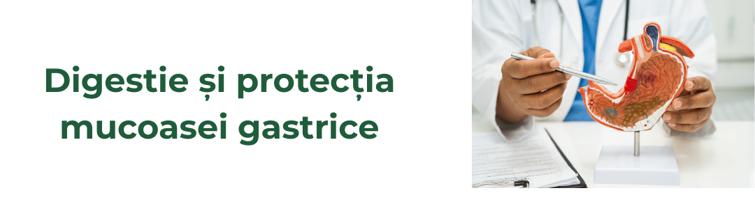 Imagine ilustrativă pentru studii despre digestie și protecția mucoasei gastrice