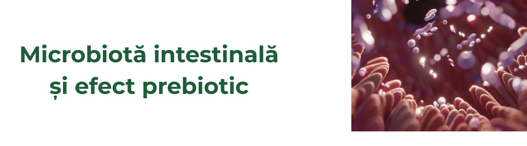 Imagine ilustrativă pentru studii despre microbiota intestinală și efectul prebiotic
