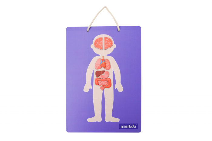 Joc magnetic educativ - Anatomia Umana - mierEdu - BazaRapid.ro [7]