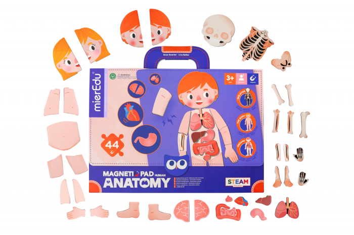 Joc magnetic educativ - Anatomia Umana - mierEdu - BazaRapid.ro [3]