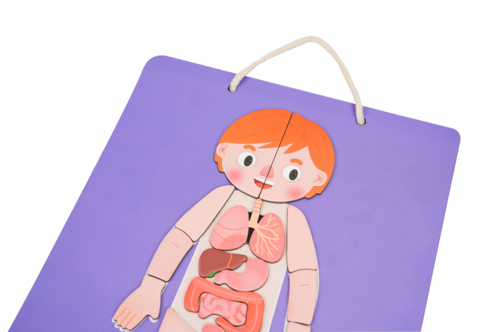 Joc magnetic educativ - Anatomia Umana - mierEdu - BazaRapid.ro [5]