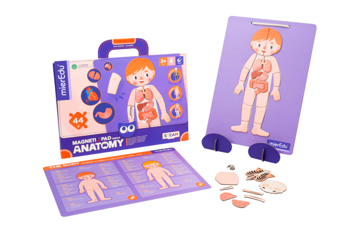 Joc magnetic educativ - Anatomia Umana - mierEdu - BazaRapid.ro [2]