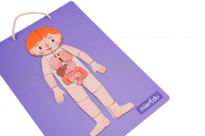 Joc magnetic educativ - Anatomia Umana - mierEdu - BazaRapid.ro [6]