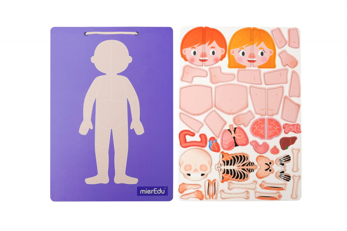 Joc magnetic educativ - Anatomia Umana - mierEdu - BazaRapid.ro [8]