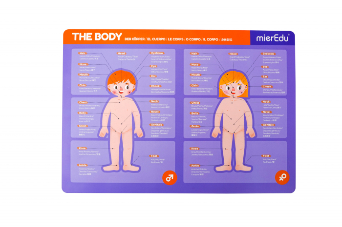 Joc magnetic educativ - Anatomia Umana - mierEdu - BazaRapid.ro [9]