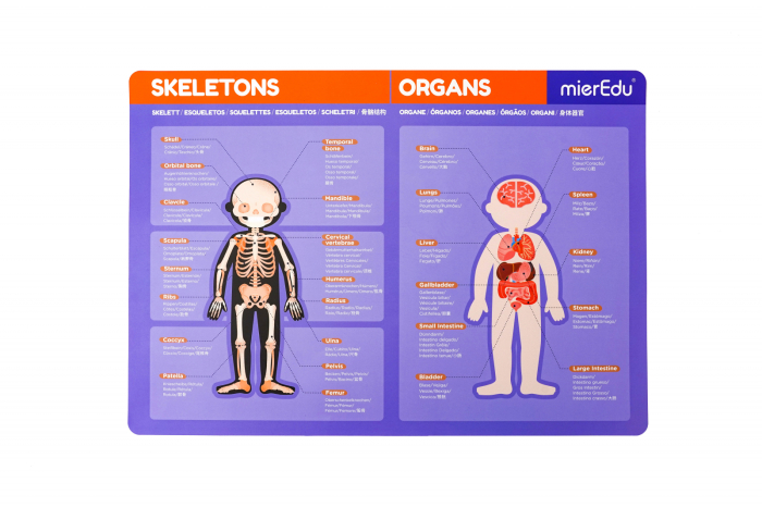 Joc magnetic educativ - Anatomia Umana - mierEdu - BazaRapid.ro [10]