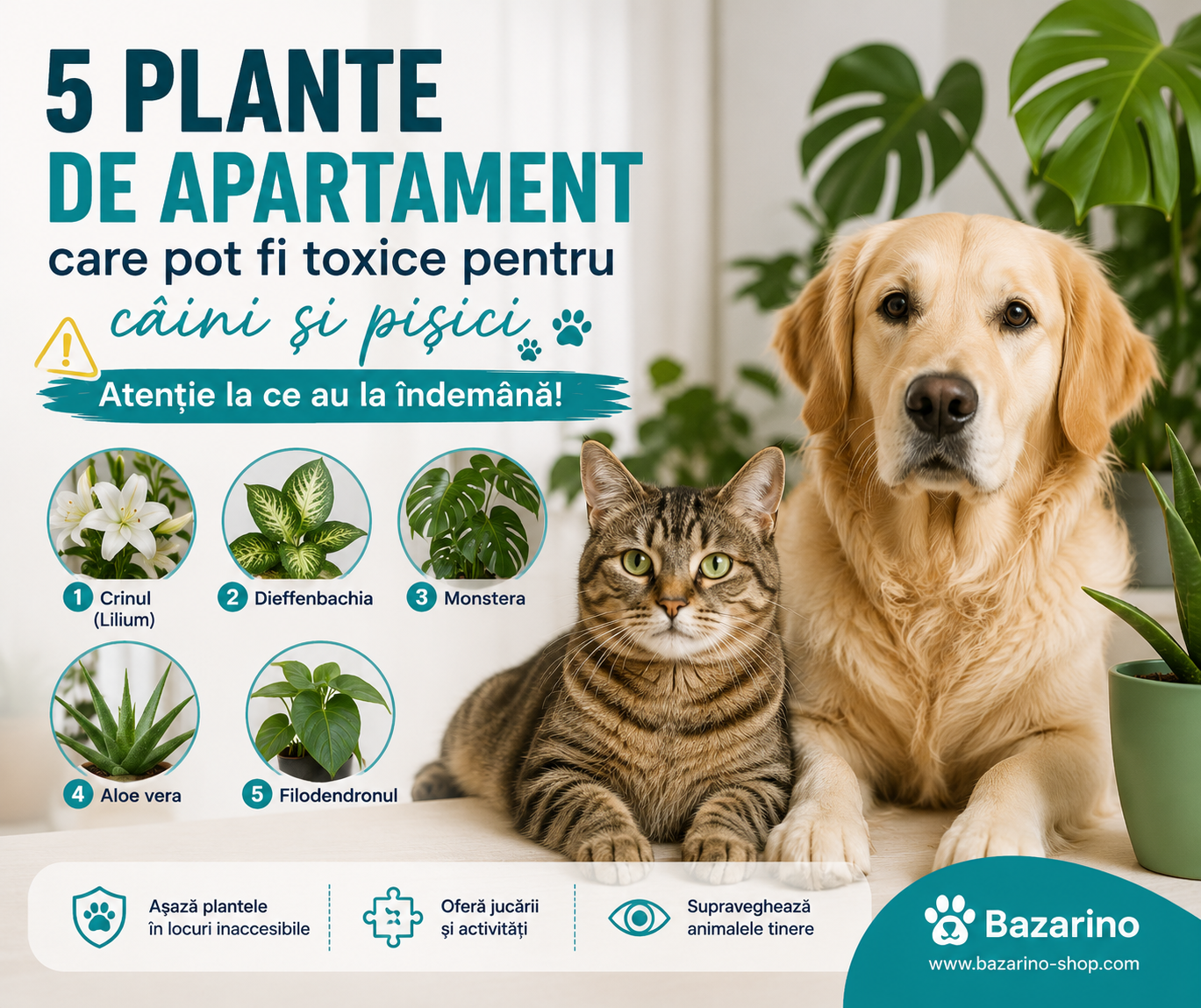 5 plante de apartament care pot fi toxice pentru câini și pisici