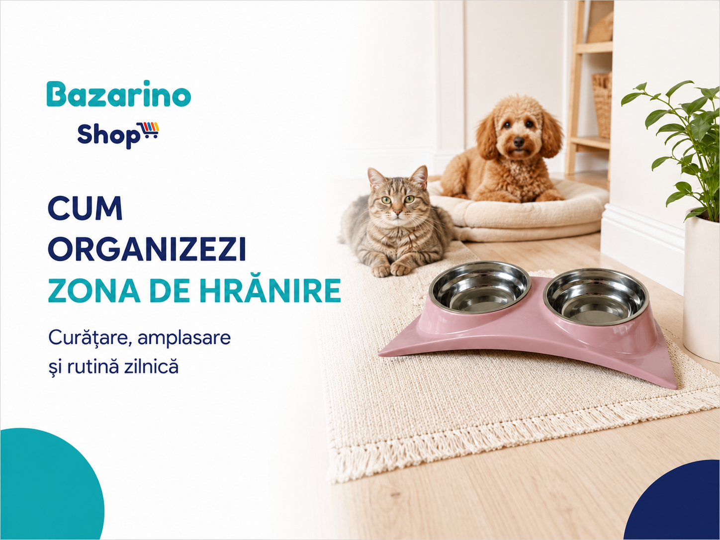 Cum organizezi corect zona de hrănire a câinelui sau pisicii