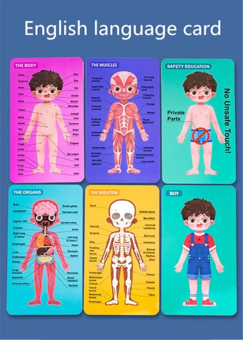 Joc din lemn Anatomia corpului pentru Baietel [2]