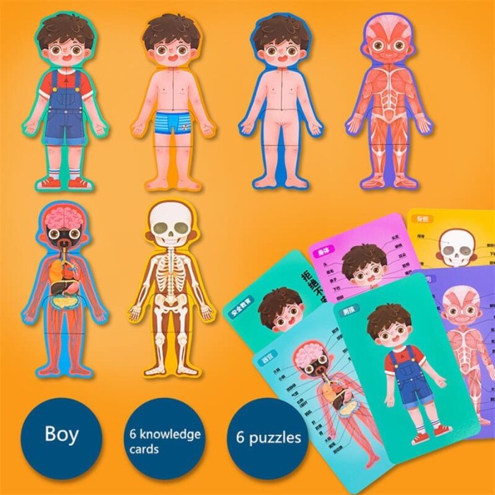 Joc din lemn Anatomia corpului pentru Baietel [3]