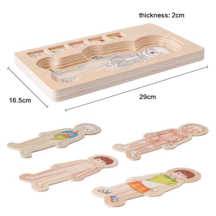 Set puzzle: Corpul uman [6]