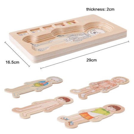 Set puzzle: Corpul uman [5]