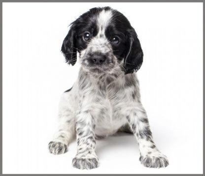 Proiector tip lanterna - Animalute dragalase [4]