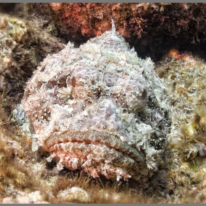 Proiector tip lanterna - Cele mai periculoase animale [11]