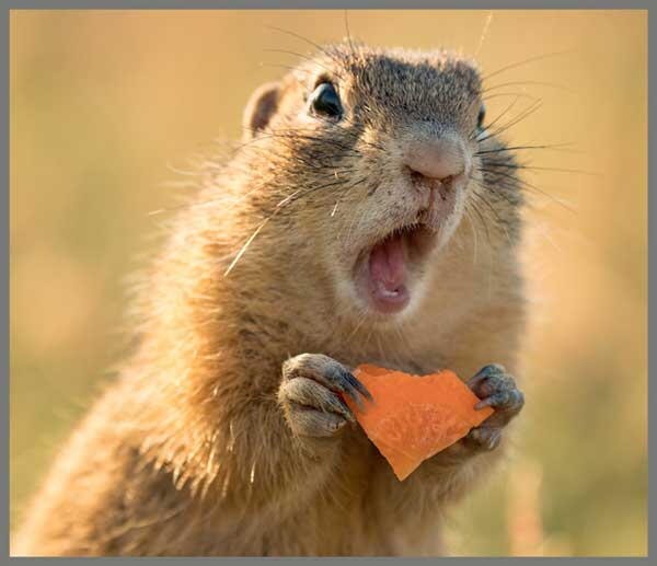 Proiector tip lanterna - Distractie cu animalute [3]