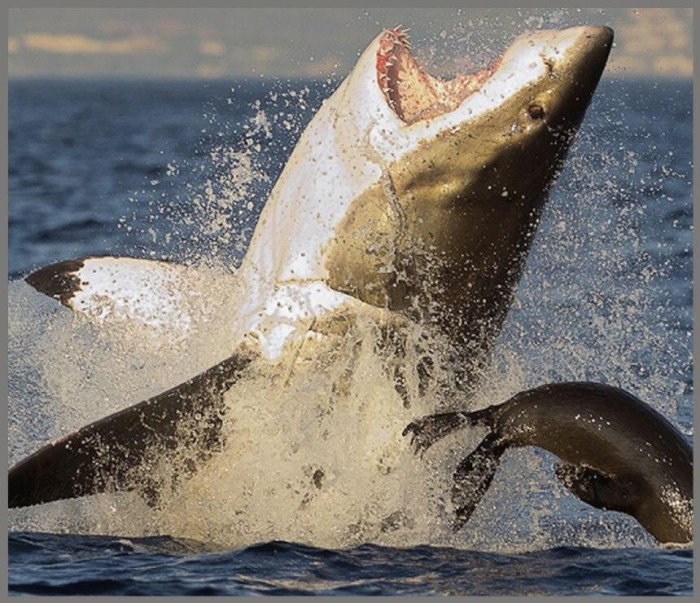 Proiector tip lanterna - Rechini periculosi [8]