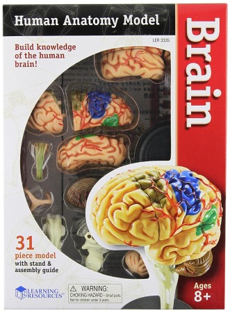 Creierul uman - macheta [0]