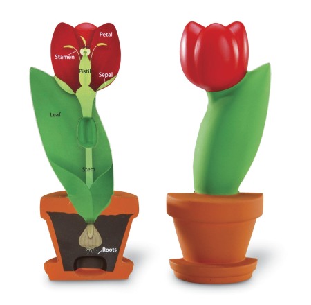 Jucarii Jocuri Activitati - Model de sectiune a florii
