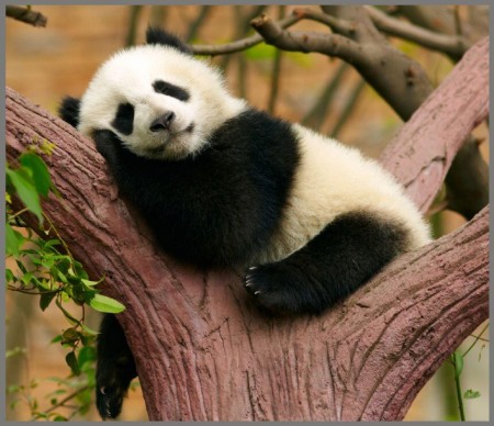 Proiector tip lanterna - Animalute dragalase [9]