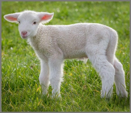 Proiector tip lanterna - Animalute dragalase [8]