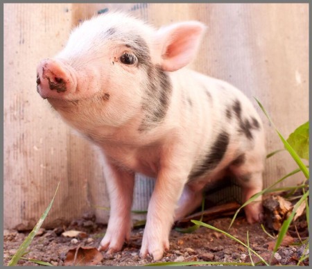 Proiector tip lanterna - Animalute dragalase [7]