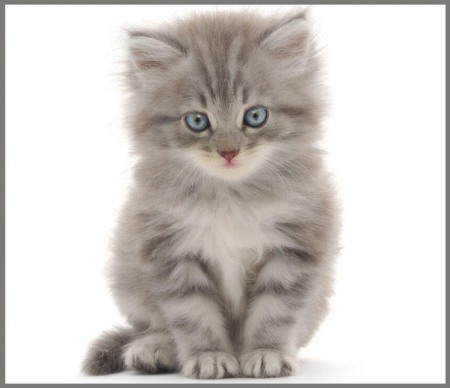 Proiector tip lanterna - Animalute dragalase [5]